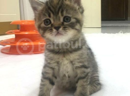 Yeni Yuvaları Için Hazır 4 Dişi British Shorthair görsel