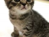 Yeni Yuvaları Için Hazır 4 Dişi British Shorthair