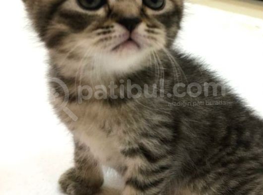 Yeni Yuvaları Için Hazır 4 Dişi British Shorthair görsel