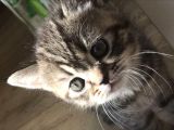 Yeni Yuvaları Için Hazır 4 Dişi British Shorthair