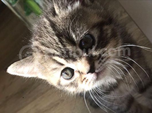 Yeni Yuvaları Için Hazır 4 Dişi British Shorthair görsel