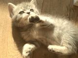 Yeni Yuvaları Için Hazır 4 Dişi British Shorthair