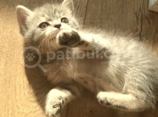 Yeni Yuvaları Için Hazır 4 Dişi British Shorthair görsel