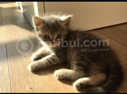 Yeni Yuvaları Için Hazır 4 Dişi British Shorthair görsel