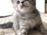Yeni Yuvaları için Hazır 4 Dişi British Shorthair