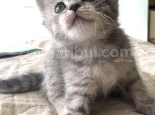 Yeni Yuvaları Için Hazır 4 Dişi British Shorthair
