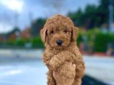 Bebek Surat Toy Poodle Yavrular