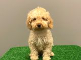 Apricot Toy Poodle Erkek Bebek