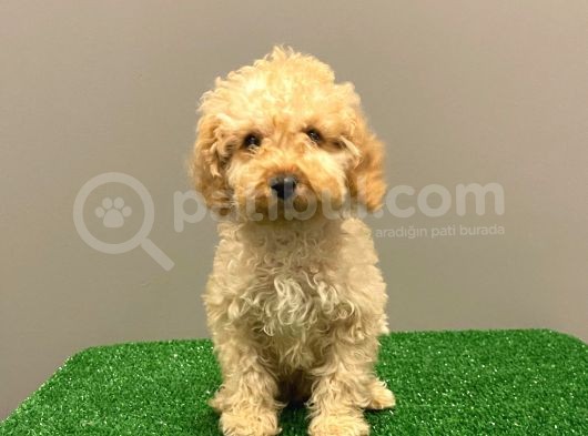 Apricot Toy Poodle Erkek Bebek görsel