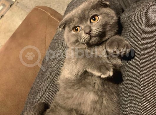 Mama Karşılığı 2,5 Aylik Safkan Scotti̇sh görsel