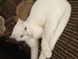 2 Yaşında Dişi British Shorthair