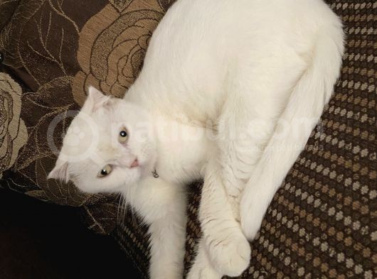 2 Yaşında Dişi British Shorthair görsel