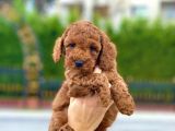 Her Renk Ve Ci̇nsi̇yet Toy Poodle Bebekler