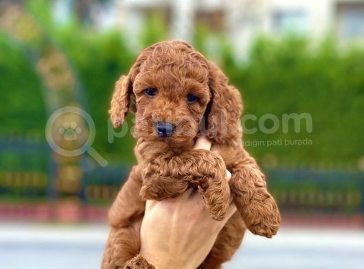 Her Renk Ve Ci̇nsi̇yet Toy Poodle Bebekler görsel
