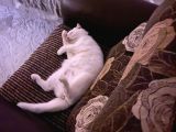 2 Yaşında Dişi British Shorthair