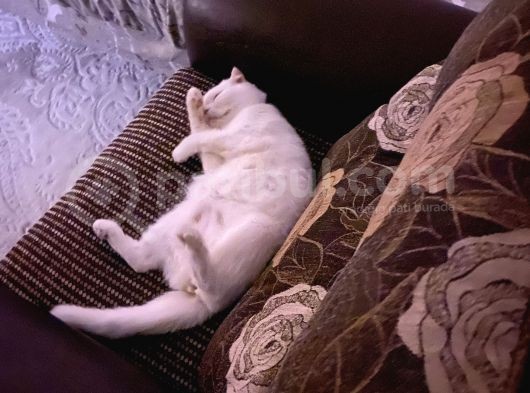 2 Yaşında Dişi British Shorthair görsel