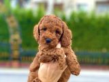 Her Renk Ve Ci̇nsi̇yet Toy Poodle Bebekler