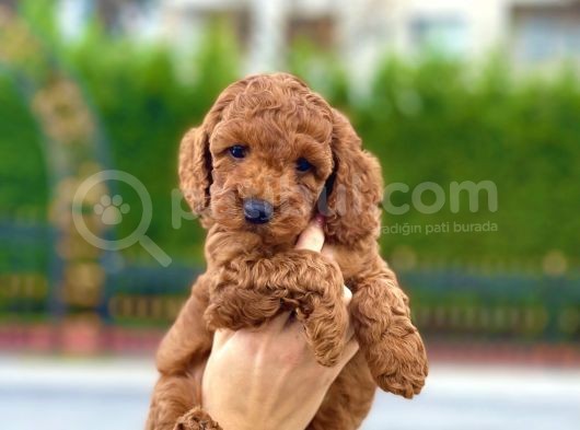 Her Renk Ve Ci̇nsi̇yet Toy Poodle Bebekler görsel
