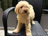 Her Renk Ve Ci̇nsi̇yet Toy Poodle Bebekler