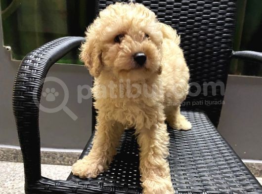 Her Renk Ve Ci̇nsi̇yet Toy Poodle Bebekler