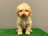 Apricot Toy Poodle Erkek Bebek