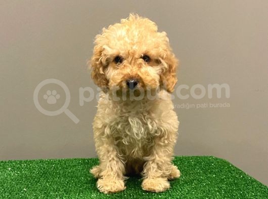 Apricot Toy Poodle Erkek Bebek görsel
