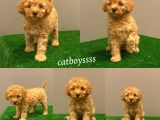 Apricot Toy Poodle erkek Bebek