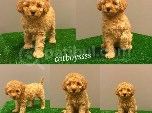 Apricot Toy Poodle Erkek Bebek
