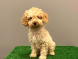 Apricot Toy Poodle Erkek Bebek