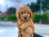 Bebek Surat Toy Poodle Yavrular