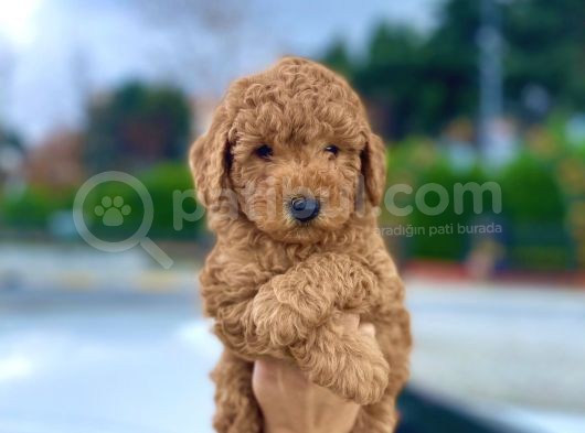 Bebek Surat Toy Poodle Yavrular görsel