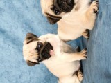 En İyi Görsele Sahip Pug Yavrular