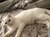 2 Yaşında Dişi British Shorthair