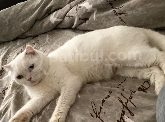2 Yaşında Dişi British Shorthair görsel