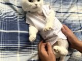 2 Yaşında Dişi British Shorthair