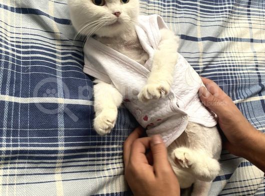 2 Yaşında Dişi British Shorthair