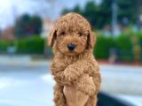 Bebek Surat Toy Poodle Yavrular