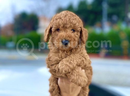 Bebek Surat Toy Poodle Yavrular görsel
