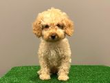 Apricot Toy Poodle Erkek Bebek