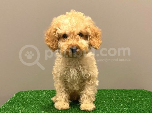 Apricot Toy Poodle Erkek Bebek görsel