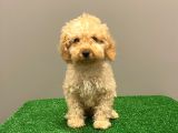 Apricot Toy Poodle Erkek Bebek