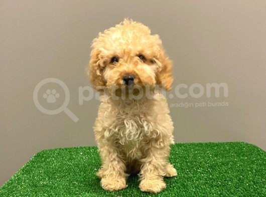 Apricot Toy Poodle Erkek Bebek görsel