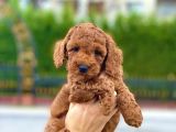 Her Renk Ve Ci̇nsi̇yet Toy Poodle Bebekler