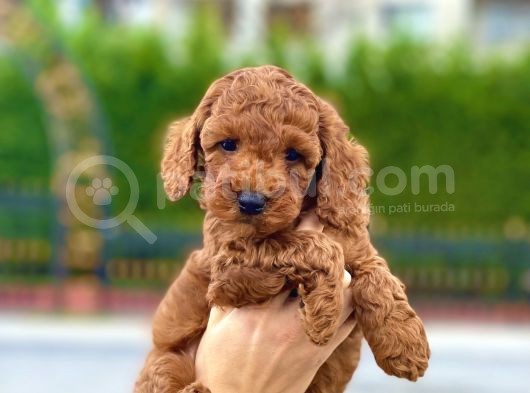 Her Renk Ve Ci̇nsi̇yet Toy Poodle Bebekler görsel