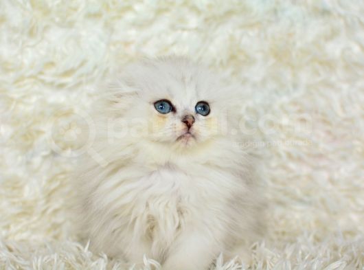 Prenses Gi̇bi̇ Ns11 Scotti̇sh Fold Longhai̇r görsel