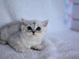 Koca Gözlü Si̇lver Bri̇ti̇sh Shorthai̇r