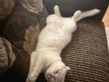 2 Yaşında Dişi British Shorthair