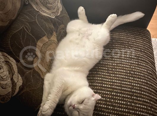 2 Yaşında Dişi British Shorthair görsel