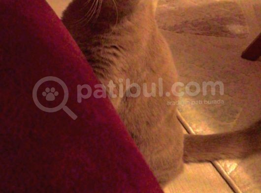 Uyumlu Sakin Sağlıklı Sevimli Oğlumuz görsel