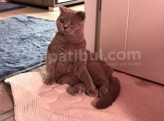 Uyumlu Sakin Sağlıklı Sevimli Oğlumuz görsel